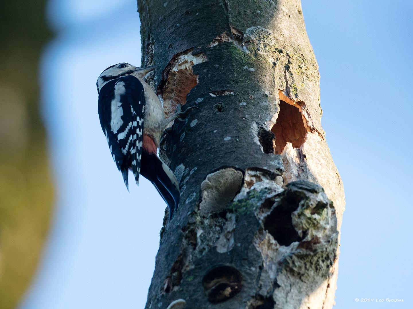 Grote-bonte-specht-20190617g1440YSXX5787acrfb.jpg