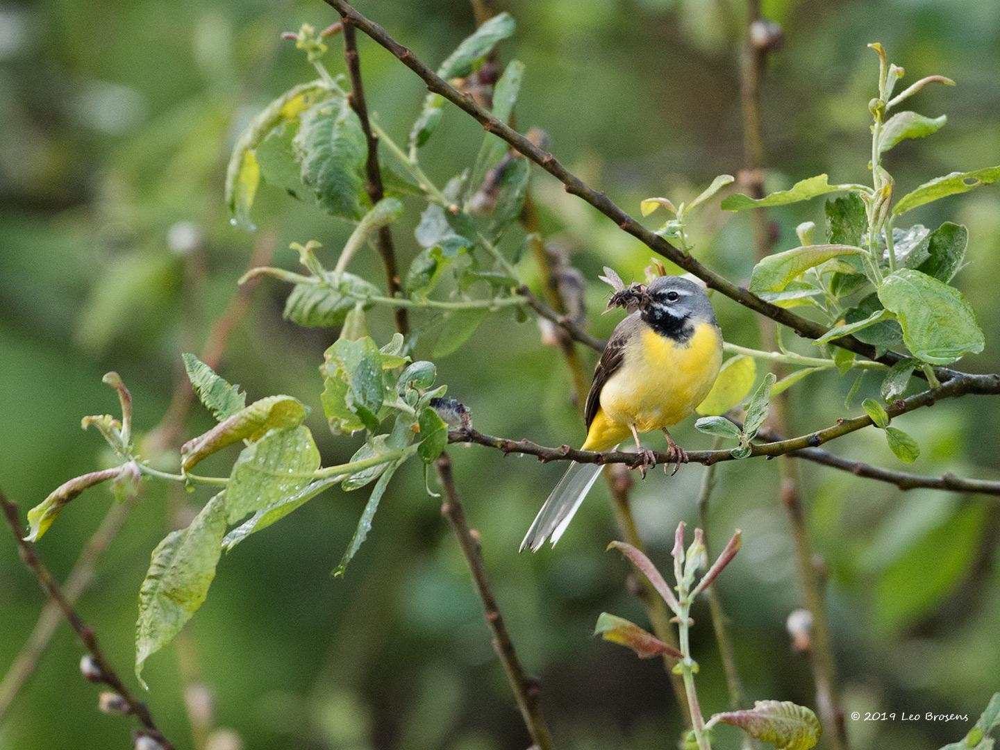 Grote-gele-kwikstaart-20190527g1440YSXX5177acrfb.jpg