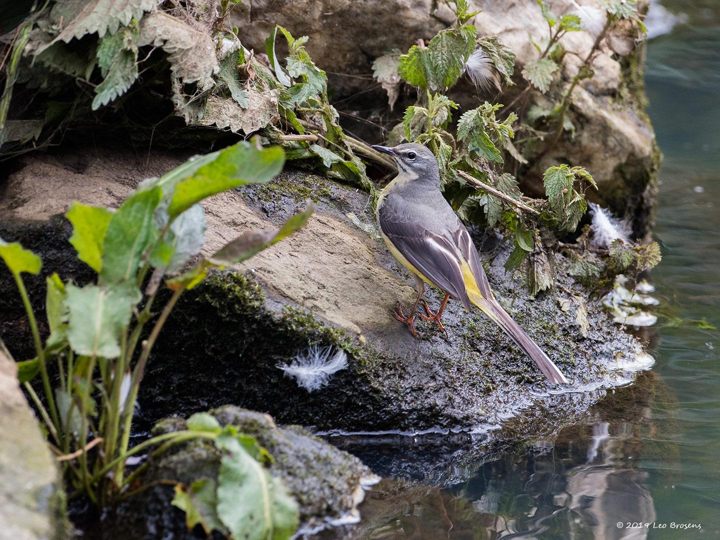 Grote-gele-kwikstaart-20190610g1440YSXX5575acrfb.jpg