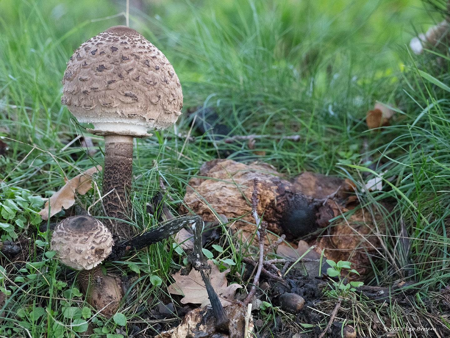 Grote parasolzwam Sprundel Turfstraat / 20191117