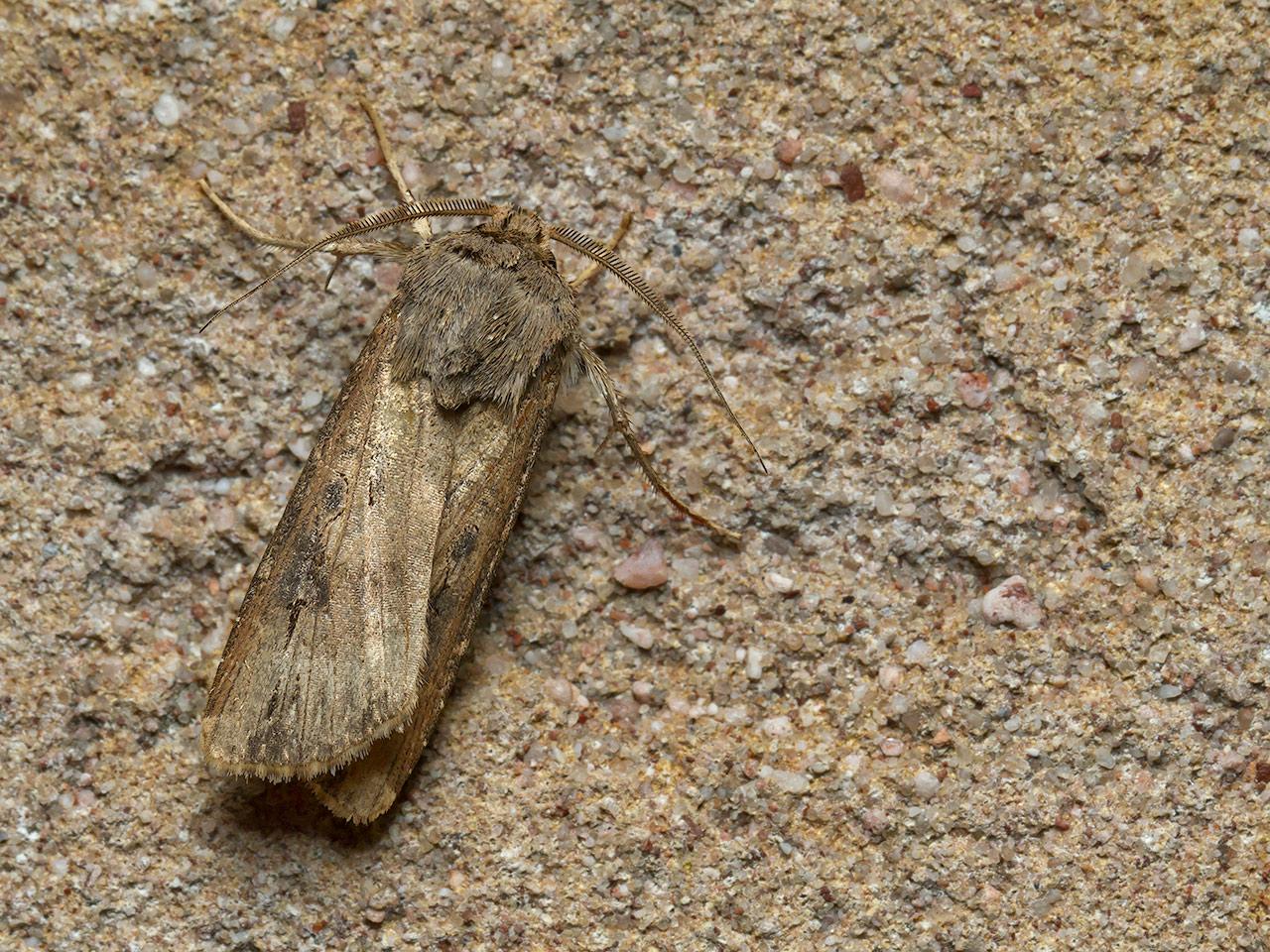 Grote-worteluil-Agrotis-ipsilon-20141006g1280IMG_7605a.jpg