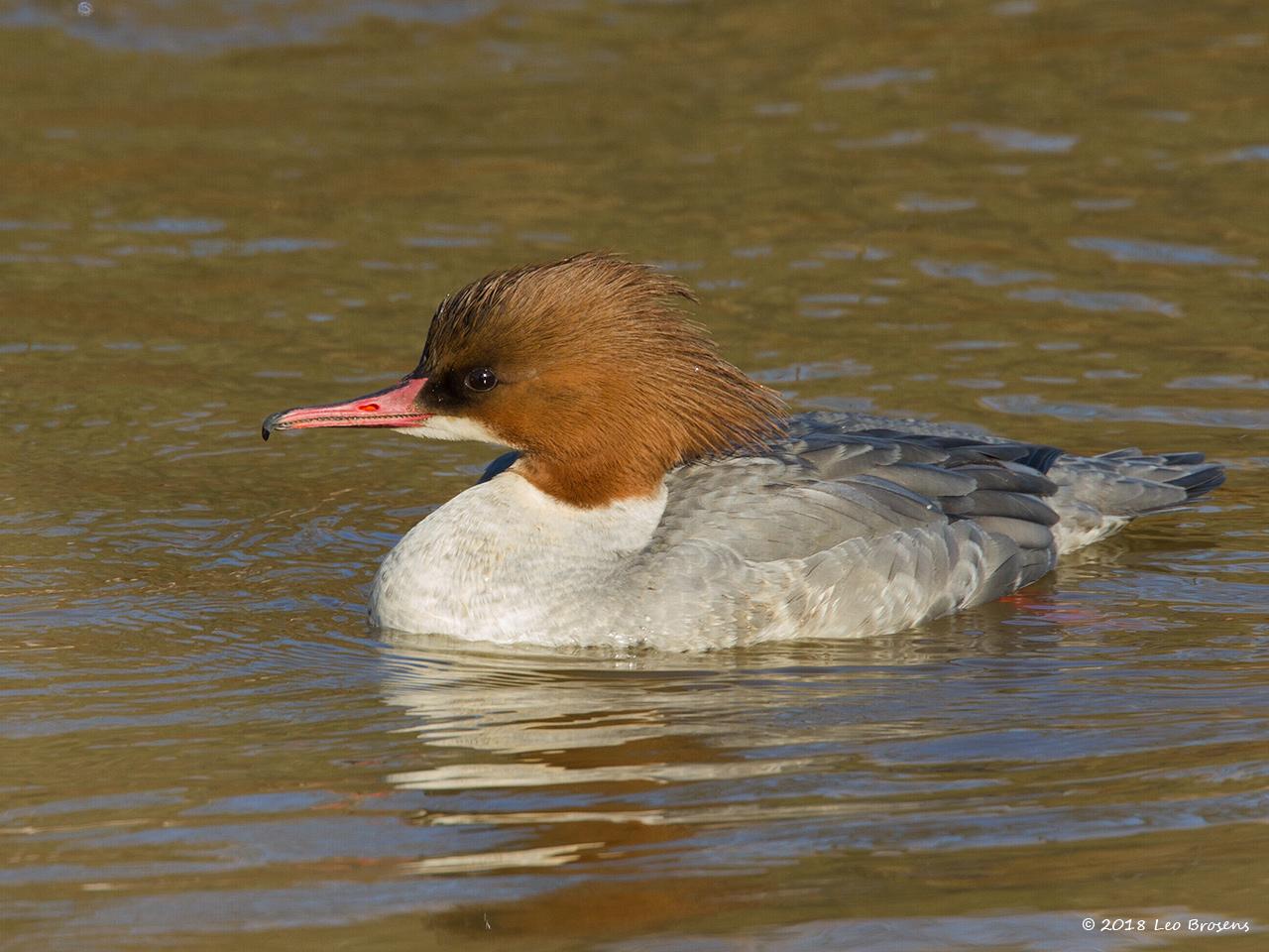 Grote-zaagbek-201250211g1280nbcrfbIMG_2107.jpg