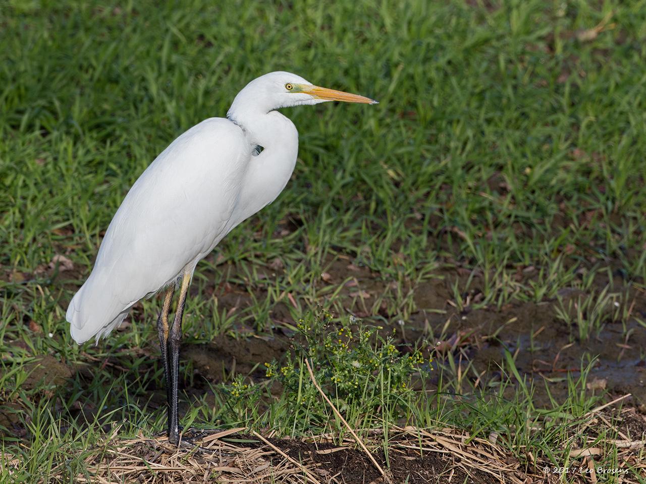 Grote-zilverreiger-20171106g1280YSXX9565acrfb_0.jpg