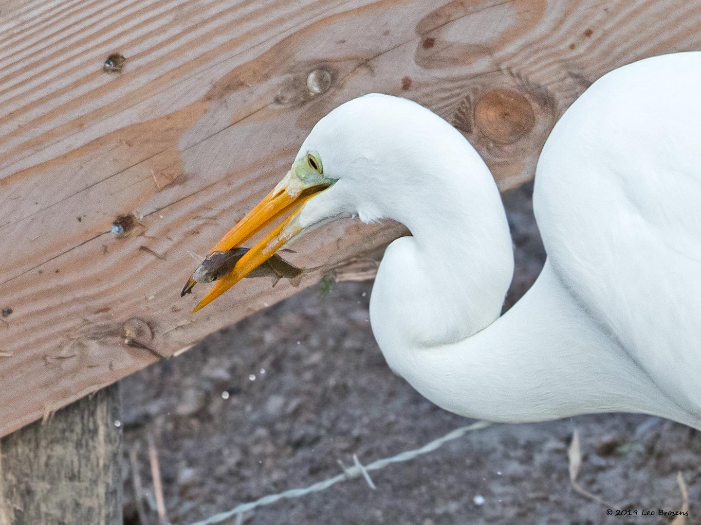 Grote-zilverreiger-20190129g1440acrfbYSXX4556.jpg