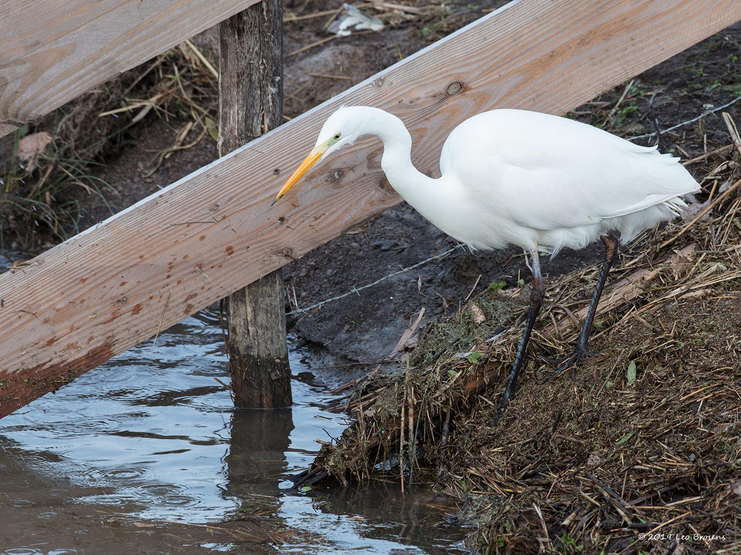 Grote-zilverreiger-20190129gcrfb1440aYSXX4584.jpg