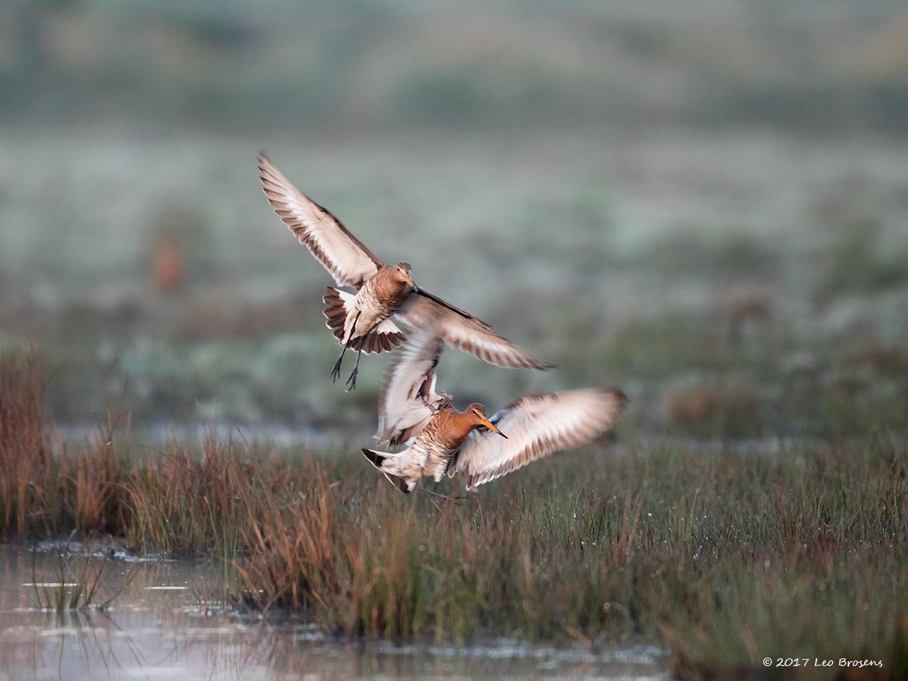 Grutto-20170328g1280YSXX7637nsacrfb.jpg