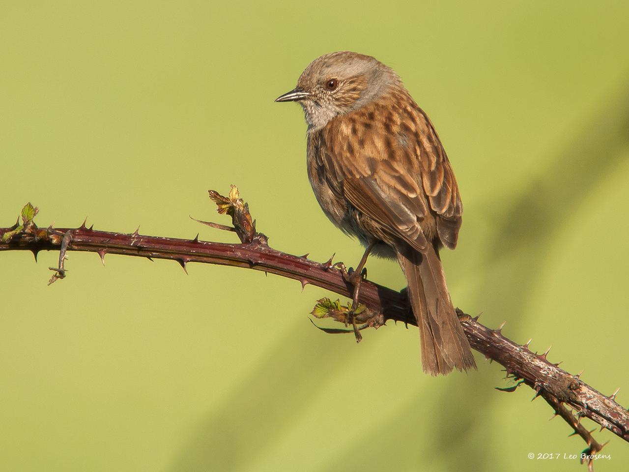 Heggenmus-20090430g1280P1040233acrfb_0.jpg