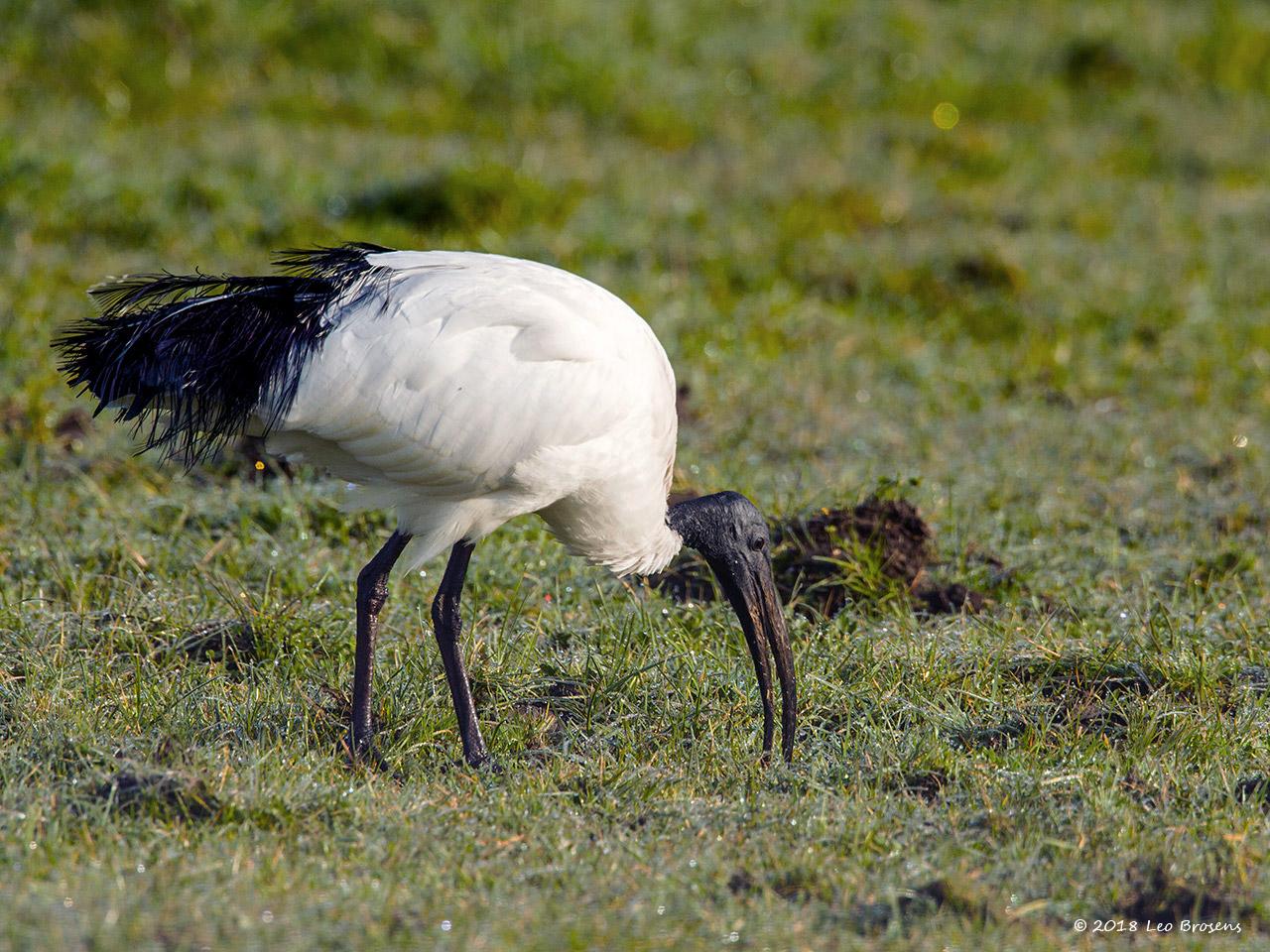 Heilige-ibis-20120322g1280nacrfbIMG_2806.jpg