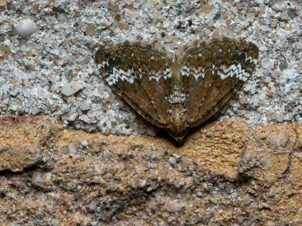 Hennepnetelspanner-Perizoma-alchemillata-20140803g1280IMG_5870a.jpg