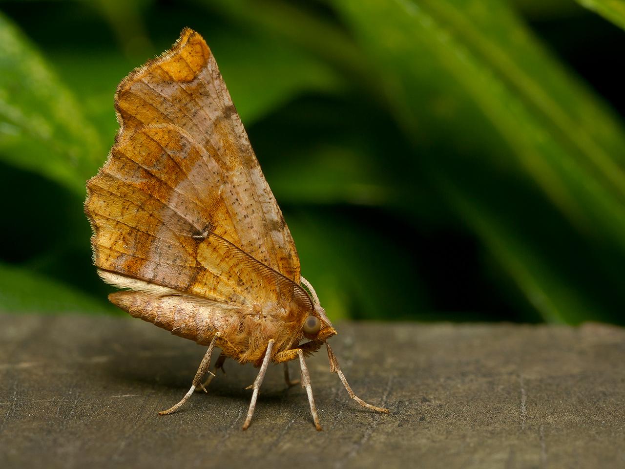 Herculesje-Selenia-dentaria-20130718g1280IMG_7638a.jpg