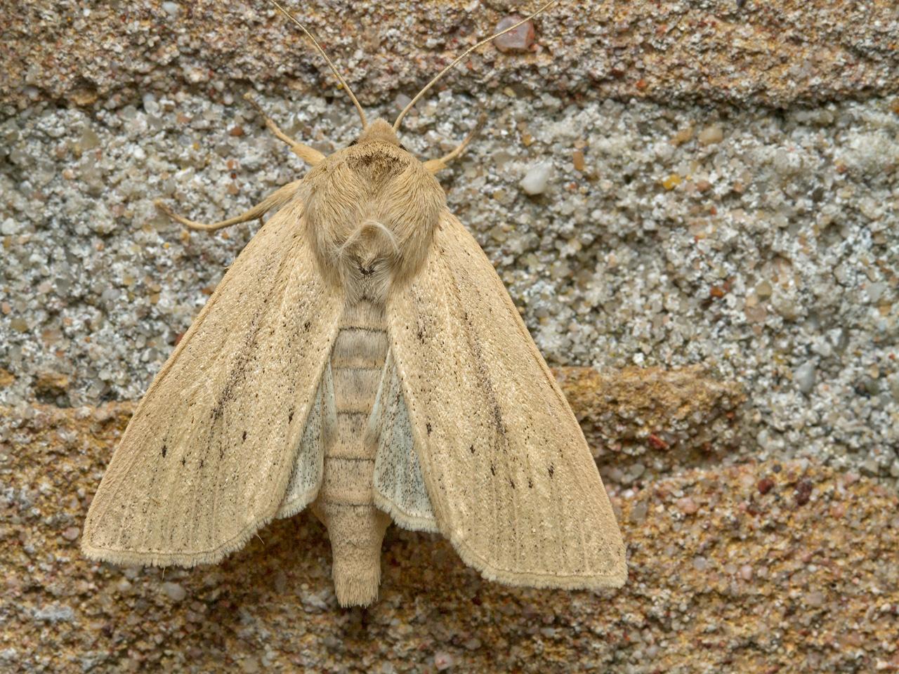 Herfst-rietboorder-Rhizedra-lutosa-20151006g1280IMG_2681a.jpg