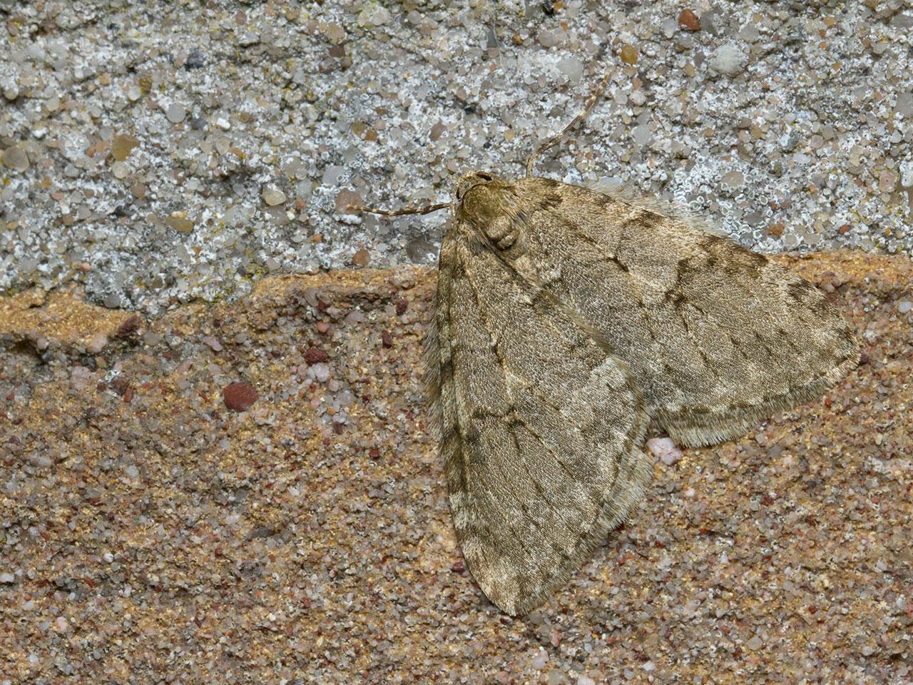 Herfstspanner-Epirrita-dilutata-20141017g1280IMG_8023a.jpg