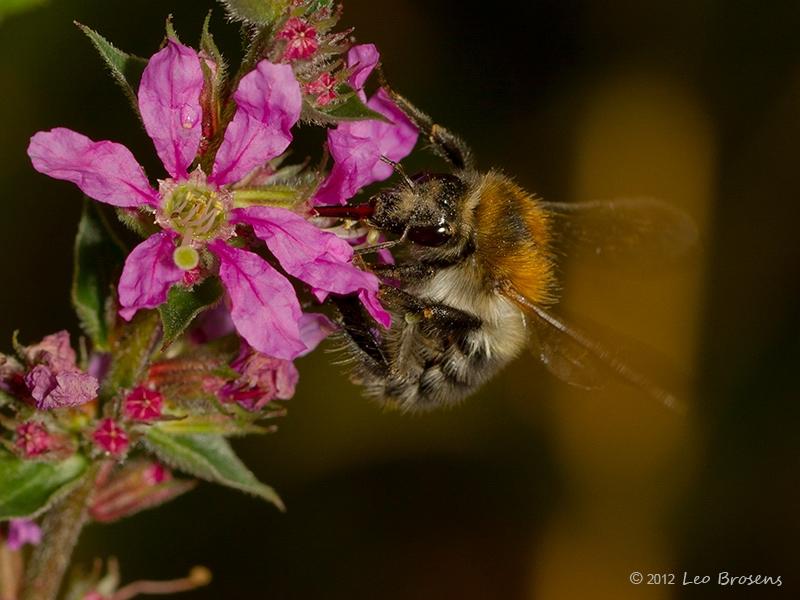 Hommel-20120808g800IMG_8278a.jpg