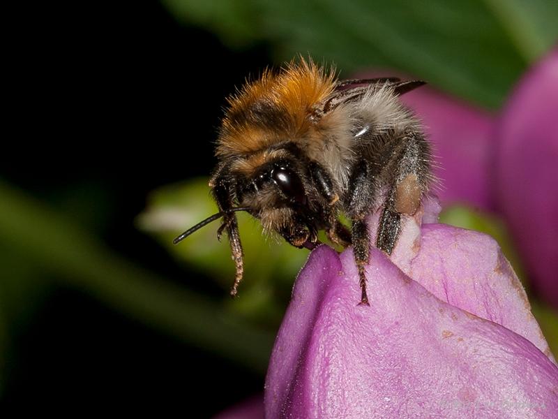 Hommel-20120812g800IMG_1644b.jpg