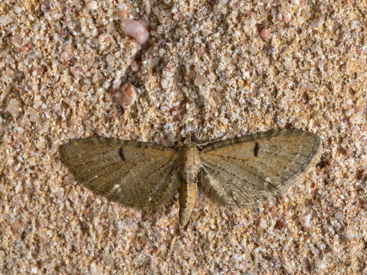 Hopdwergspanner_Eupithecia_assimilata-20150523g1280IMG_9377a.jpg
