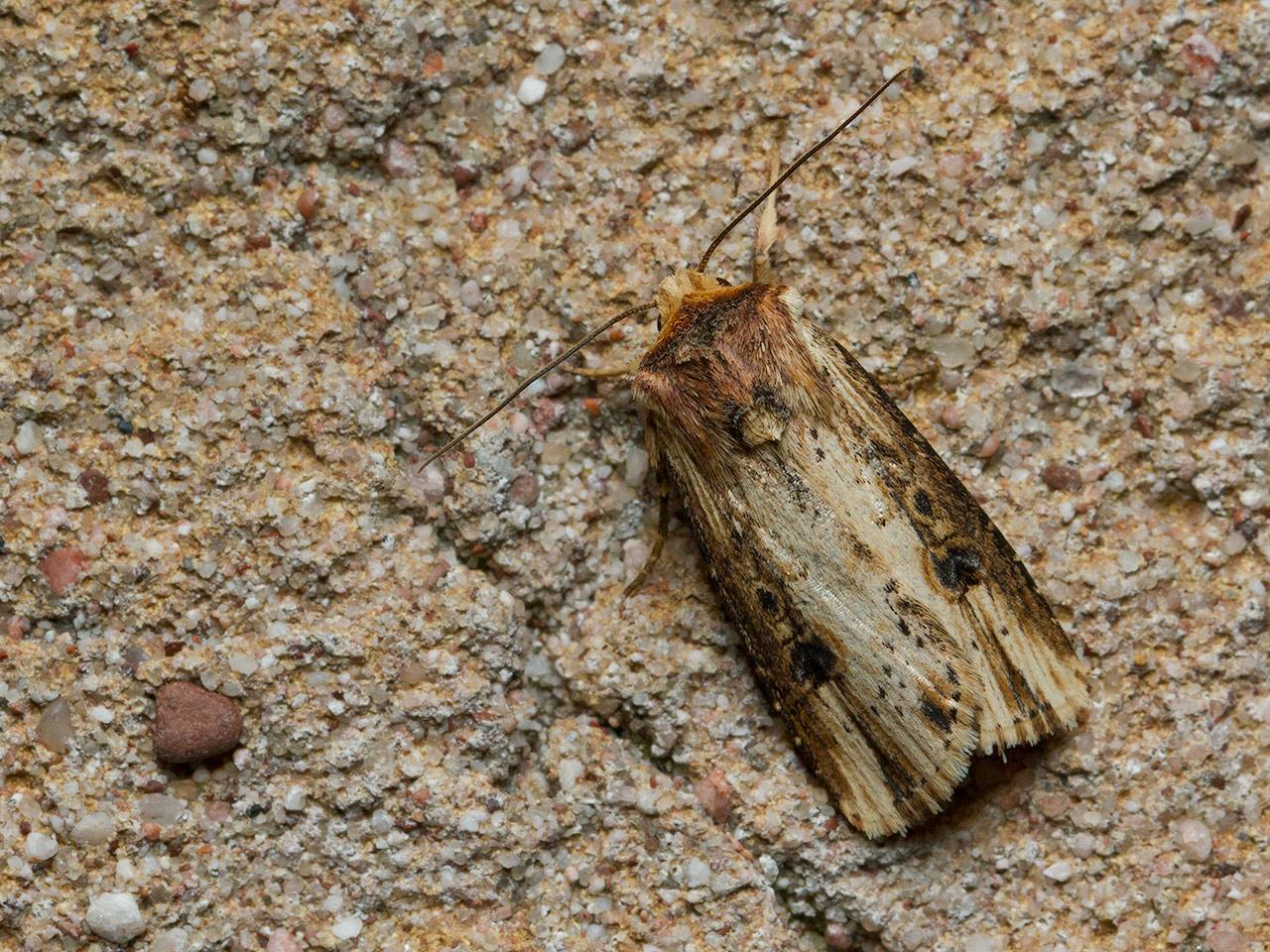 Houtspaander Axylia putris-20140519g1280IMG_3768a.jpg