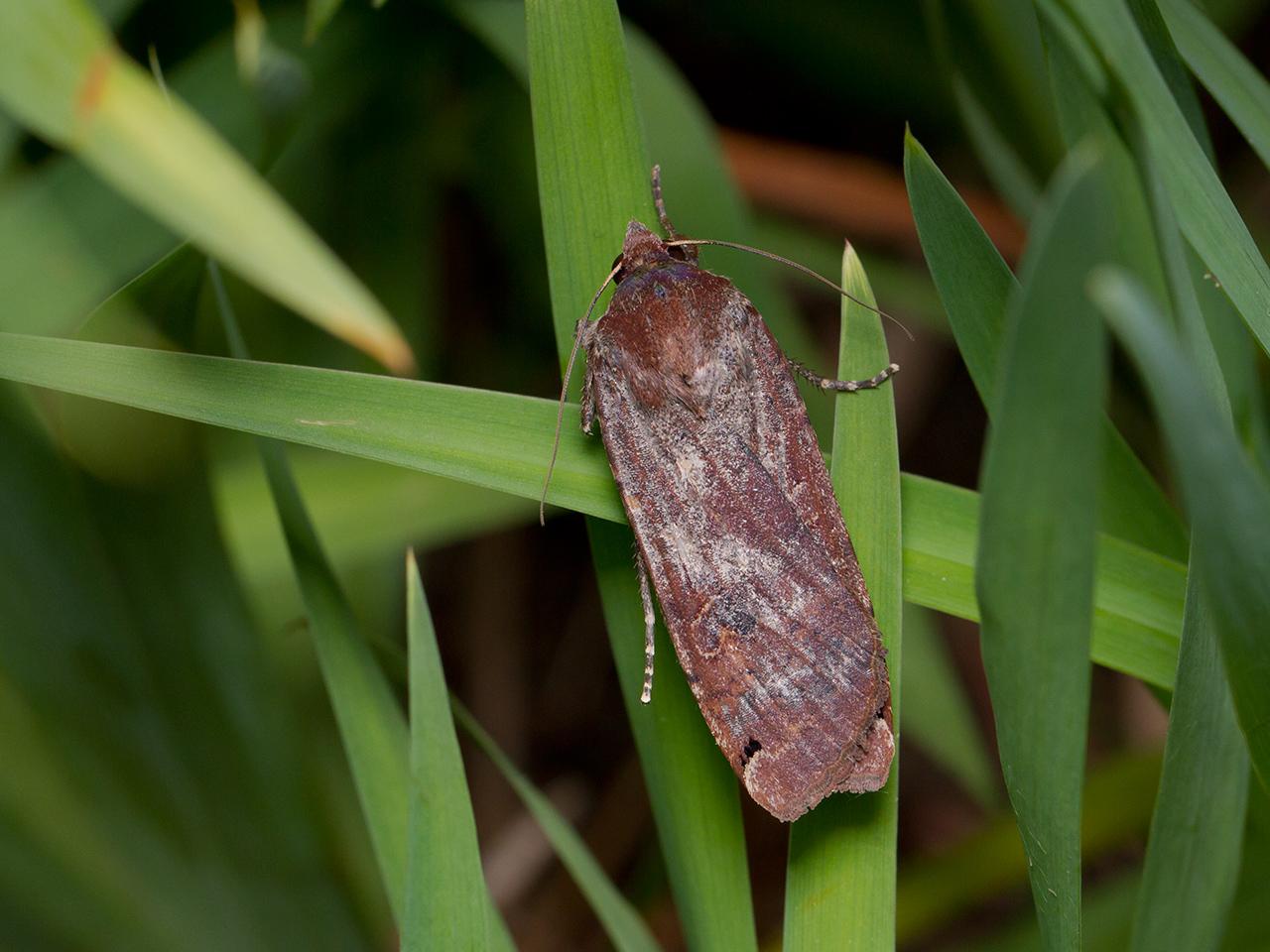 Huismoeder-Noctua-pronuba-20140531g1280IMG_4346a.jpg