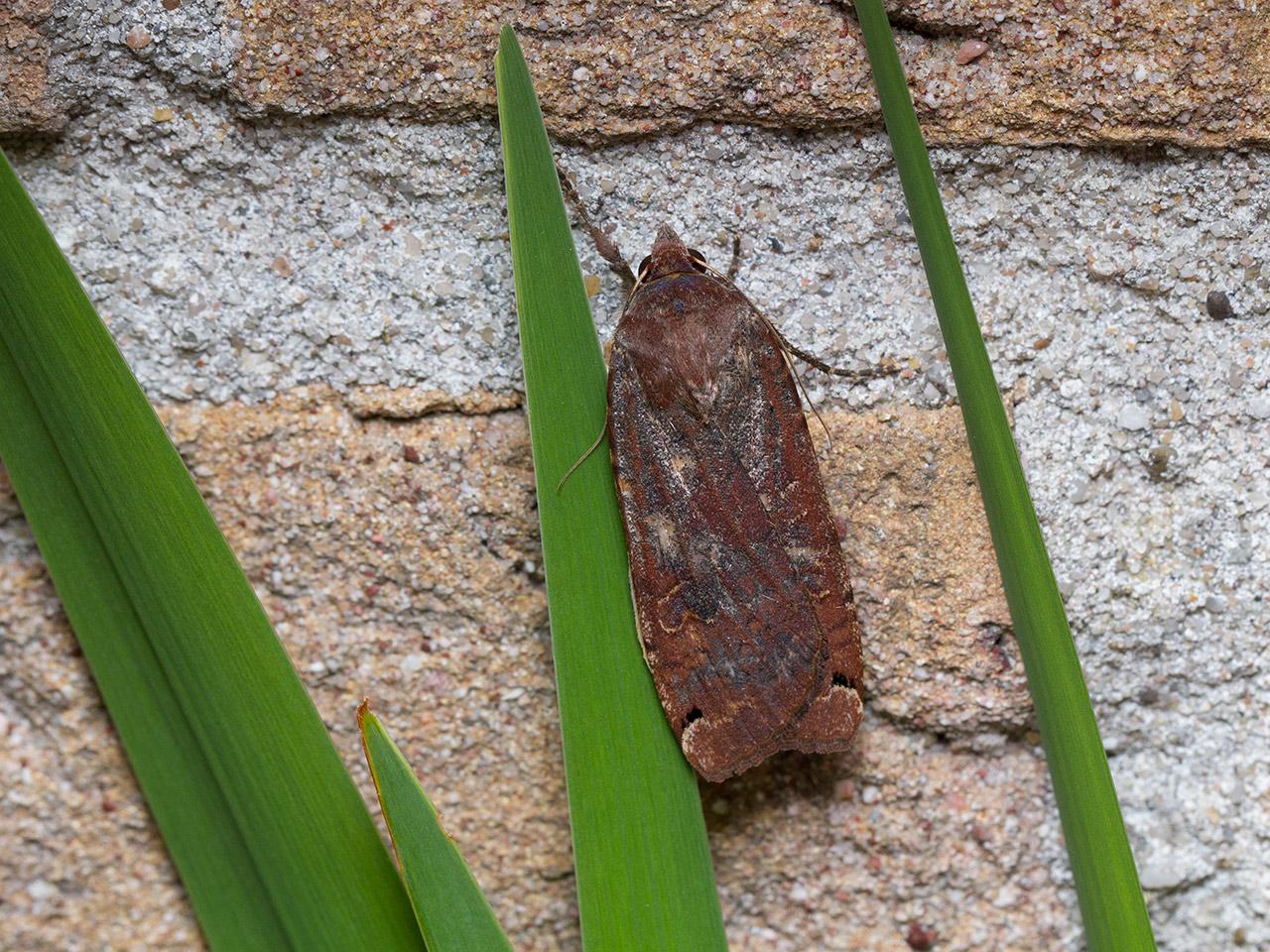 Huismoeder-Noctua-pronuba-20140531g1280IMG_4364a.jpg