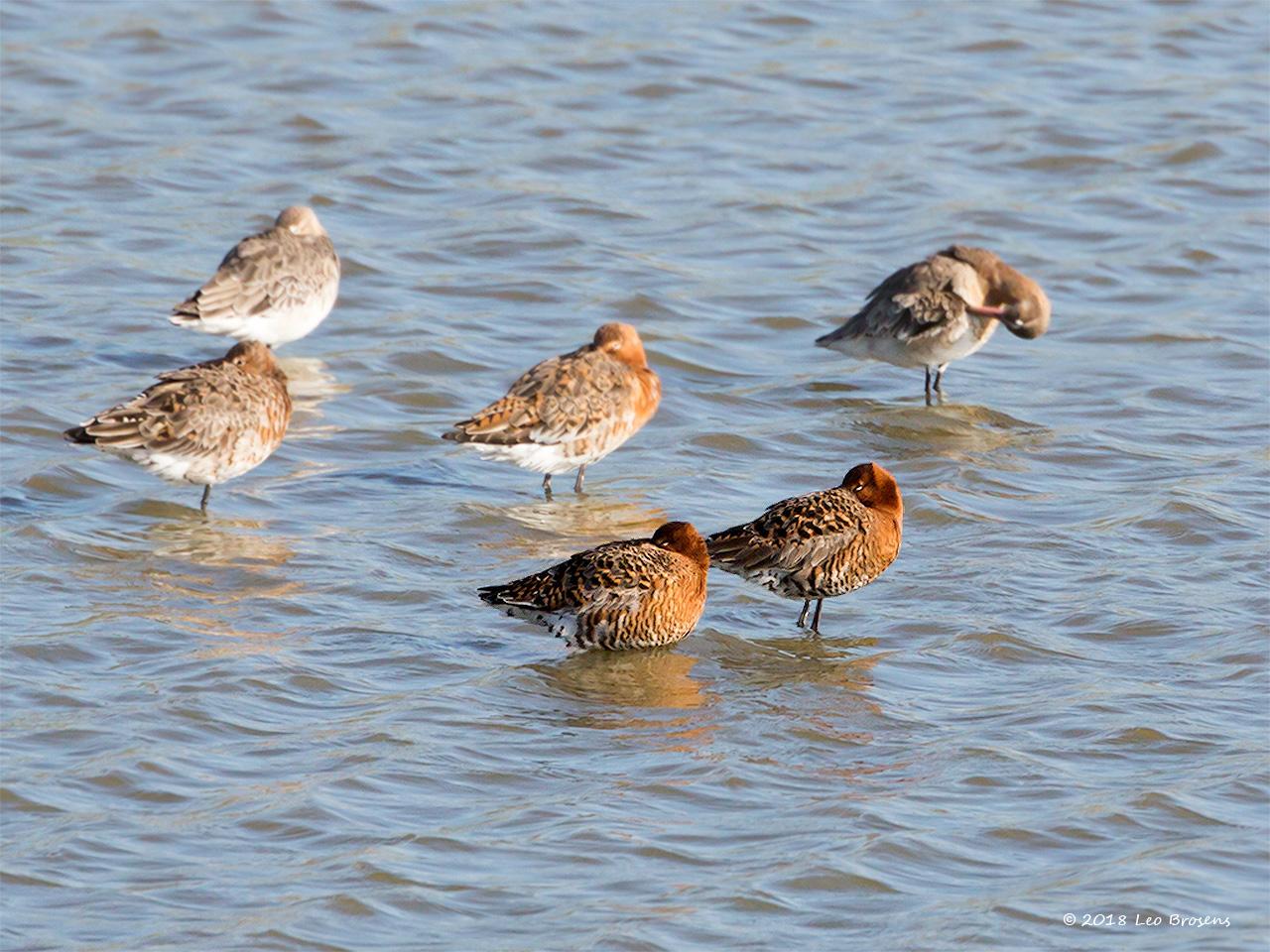 IJslandse-grutto-Limosa-limosa-islandica-20160421g12807X1A4267napcrfb.jpg