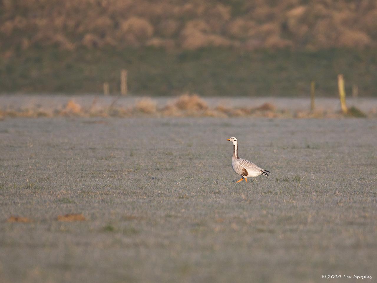 Indische-gans-20150312g12807X1A2940ancrfb.jpg