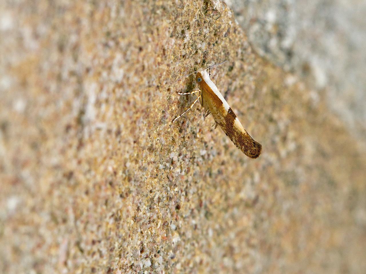 Kersenpedaalmot-Argyresthia-pruniella-20150718g1280_MG_1373a.jpg