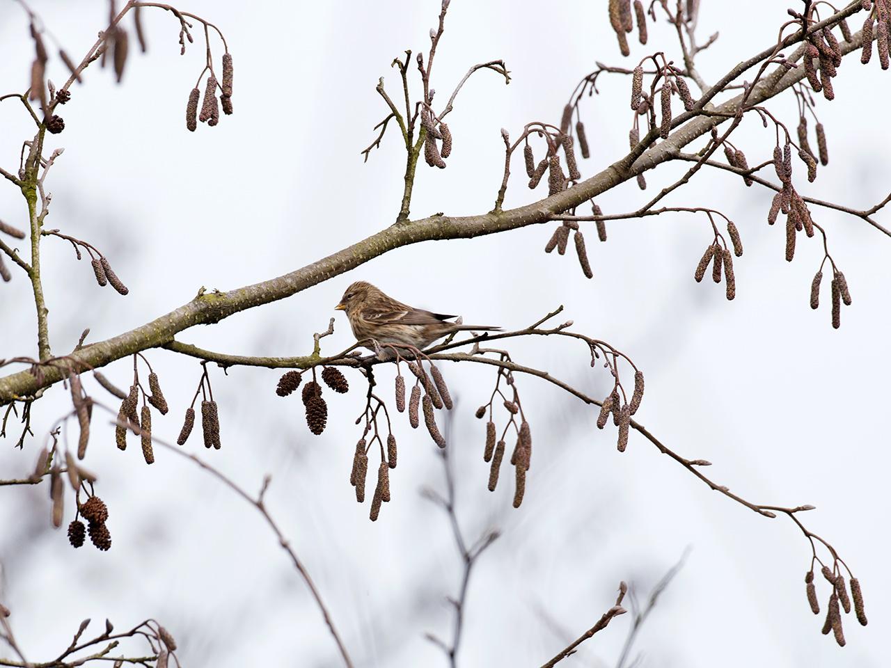 Kleine-barmsijs-20170221g1280YSXX7160a.jpg