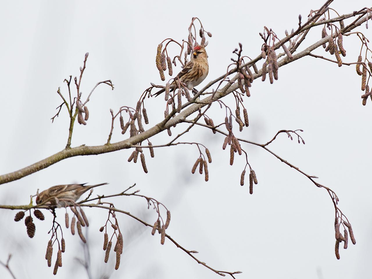 Kleine-barmsijs-20170221g1280YSXX7162ag.jpg