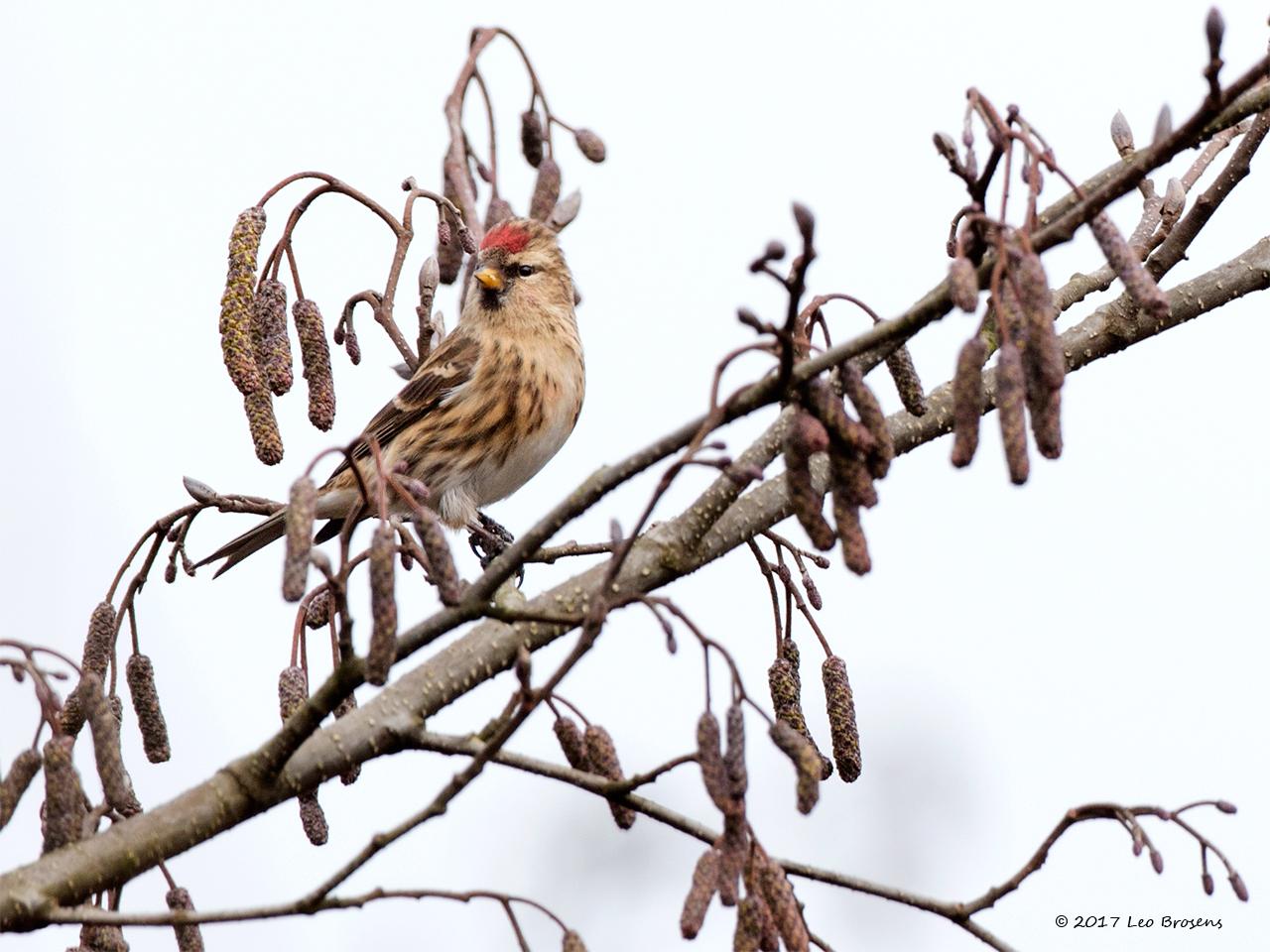 Kleine-barmsijs-20170221g1280YSXX7162akgcr.jpg