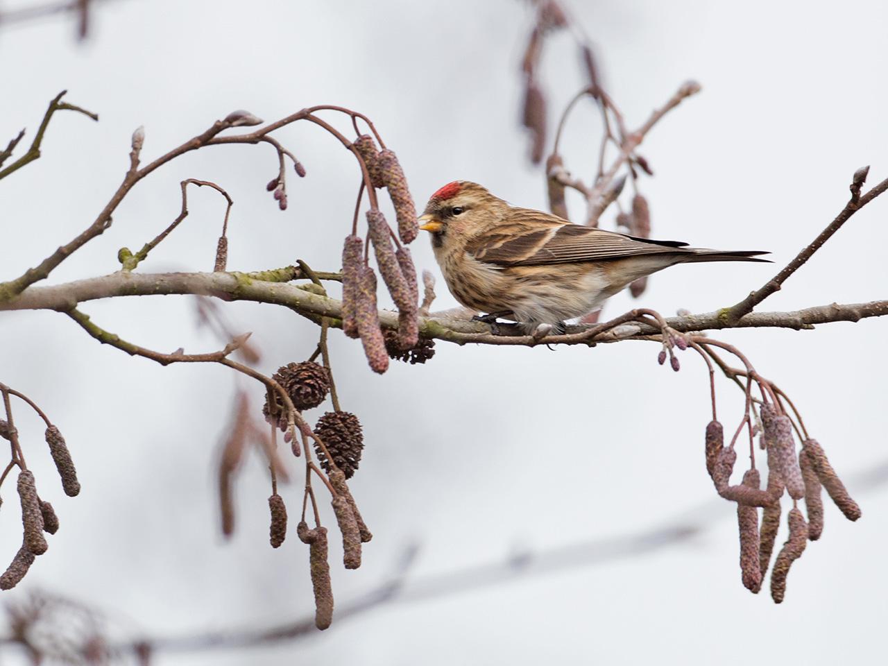 Kleine-barmsijs-20170221g1280YSXX7165a.jpg