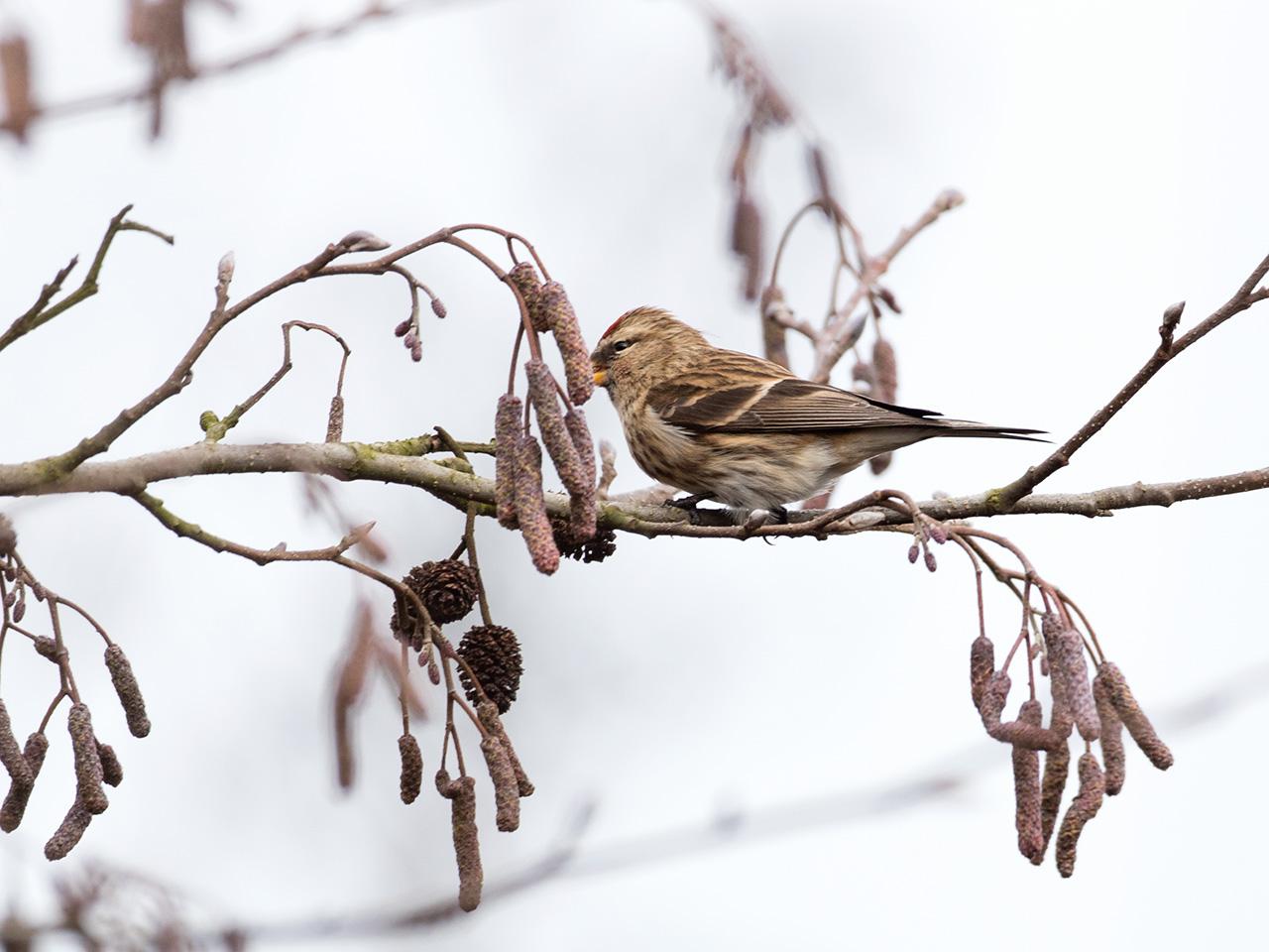 Kleine-barmsijs-20170221g1280YSXX7166a.jpg