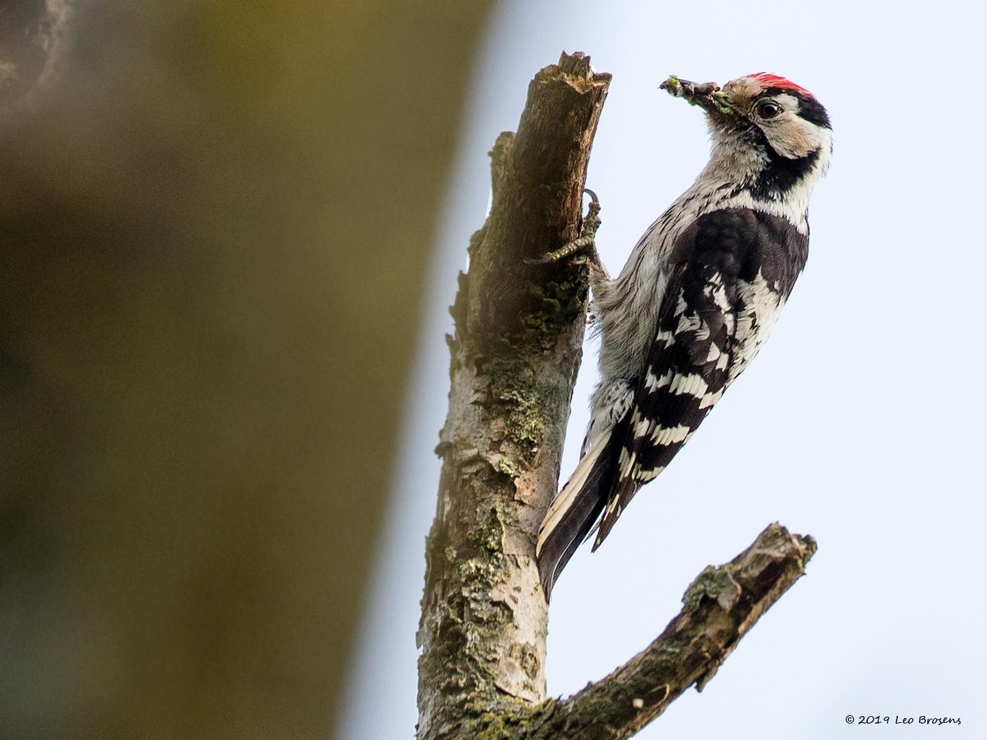 Kleine-bonte-specht-20190531g1440YSXX5453acrfb.jpg