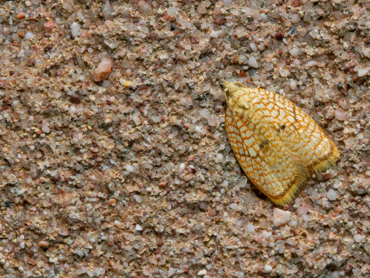 Kleine-boogbladroller-Acleris-forsskaleana-20150702g1280IMG_0810b.jpg