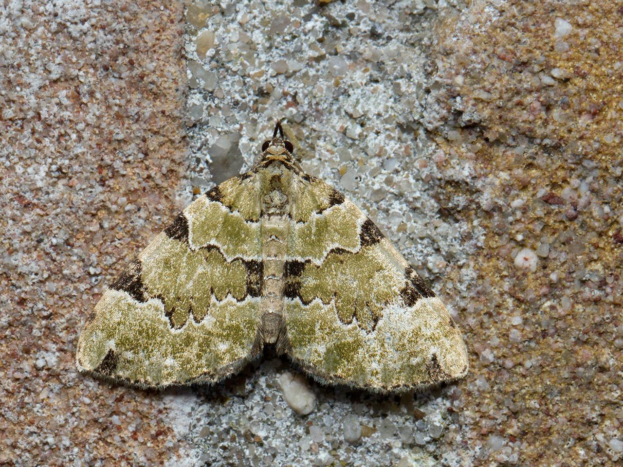 Kleine-groenbandspanner-Colostygia-pectinataria-20140903g1280IMG_6568a.jpg