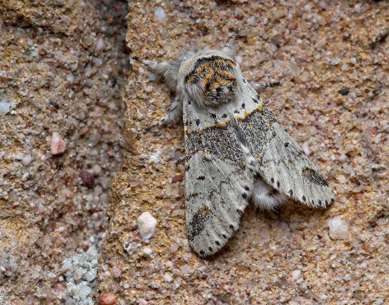 Kleine-hermelijnvlinder-Furcula-furcula-20140904g1280IMG_6623a.jpg