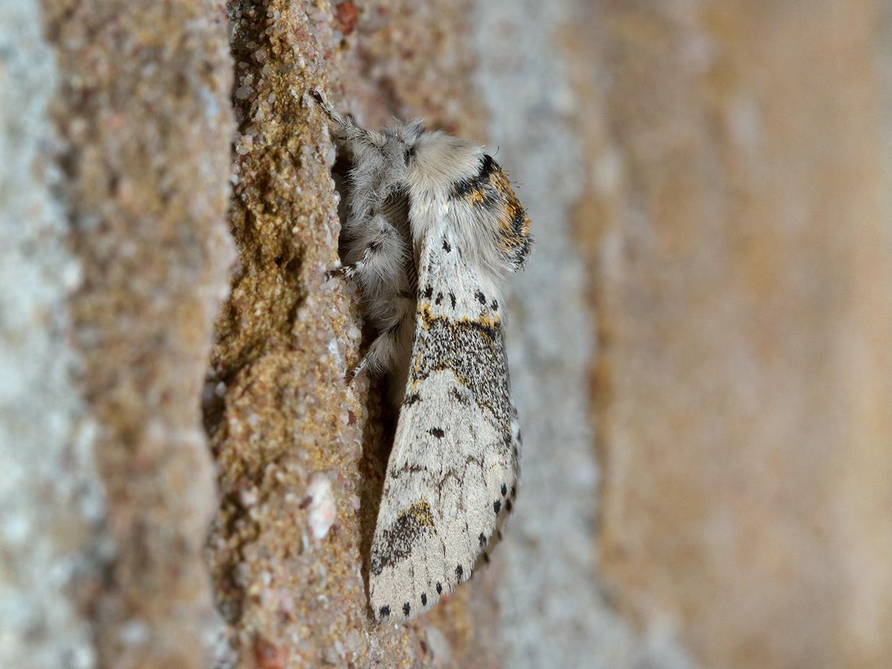 Kleine-hermelijnvlinder-Furcula-furcula-20140904g1280IMG_6636a.jpg