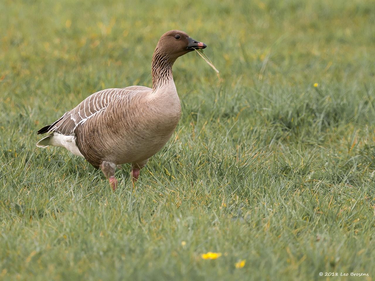 Kleine-rietgans-20100428g1280nacrfbP1120847.jpg