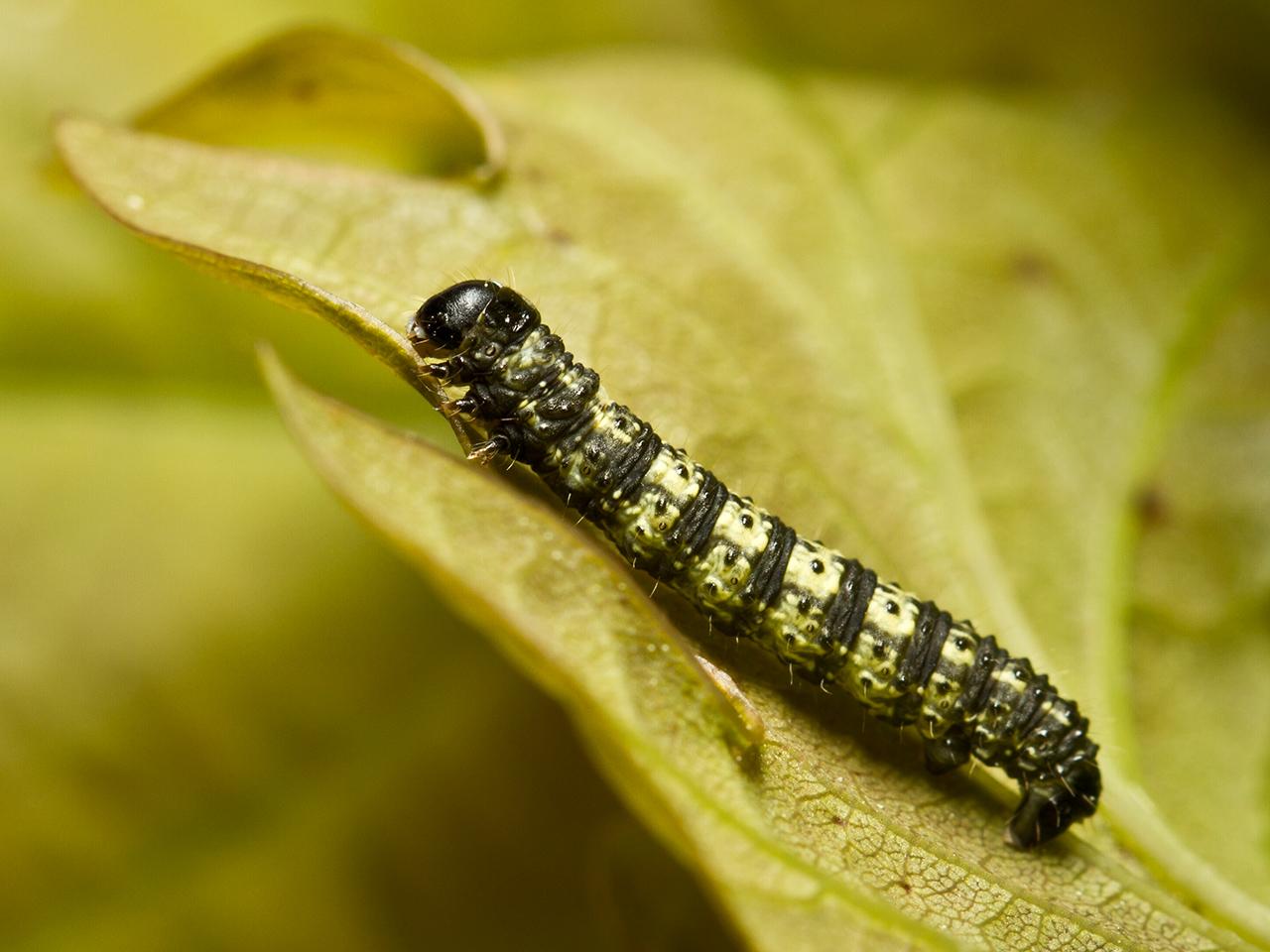 Kleine-voorjaarsspanner-Agriopis-lencophaearia-20130602g1280IMG_6165a.jpg