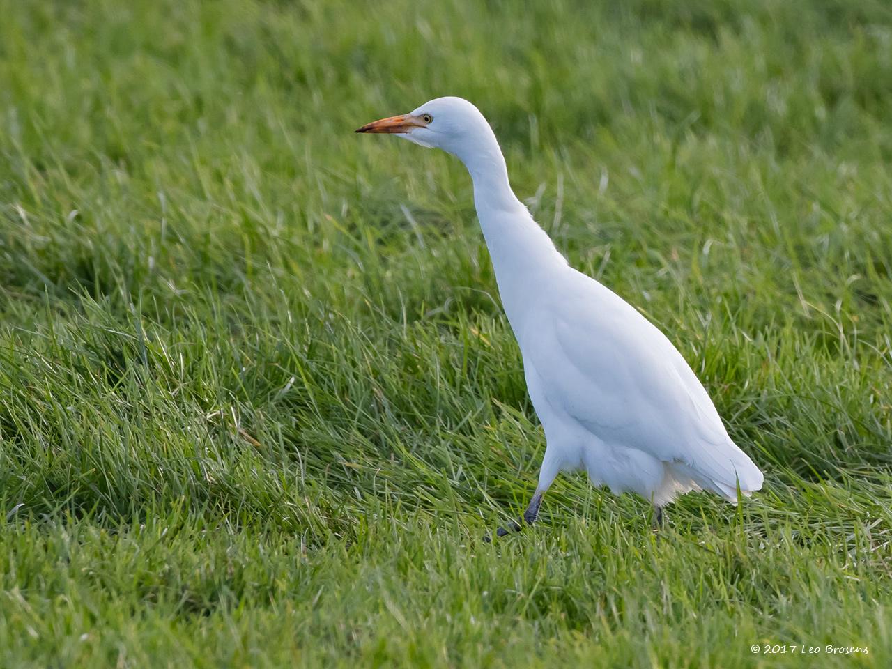 Koereiger-20171106g1280YSXX9585acrfb.jpg