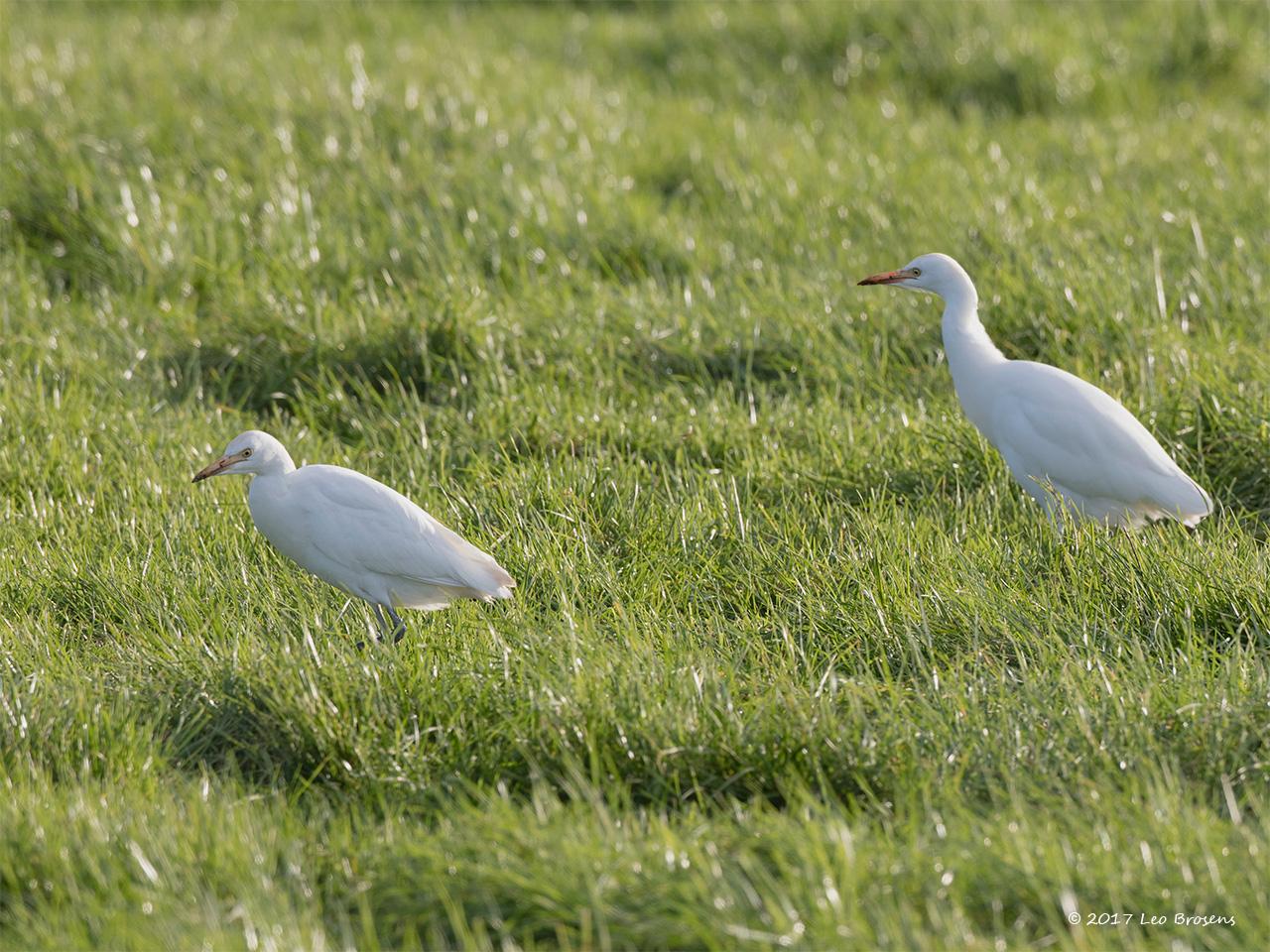 Koereiger-20171106g1280YSXX9619acrfb.jpg