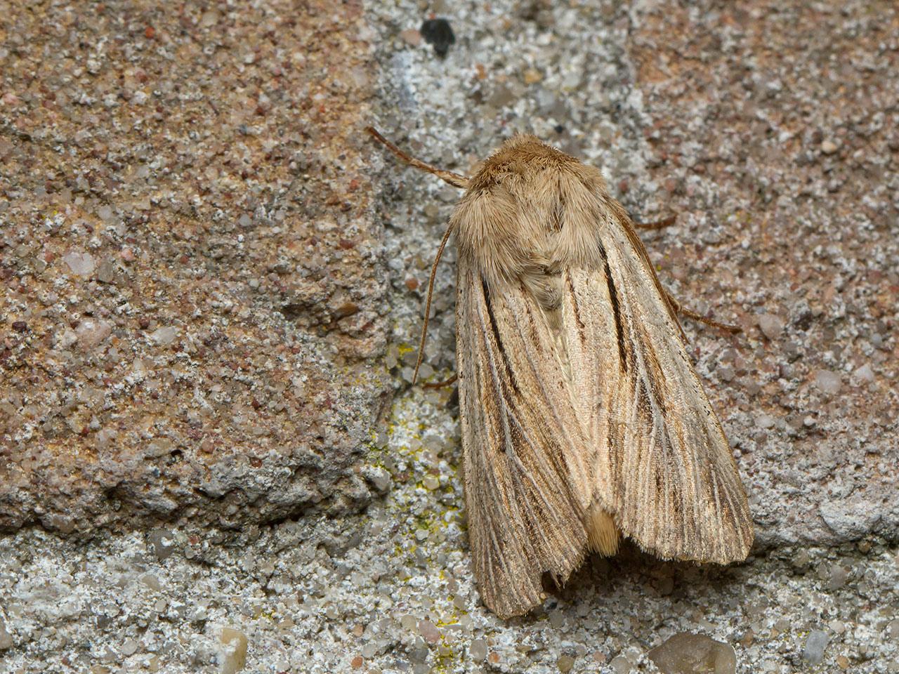 Komma-uil-Leucania-comma-20140616g1280a.jpg