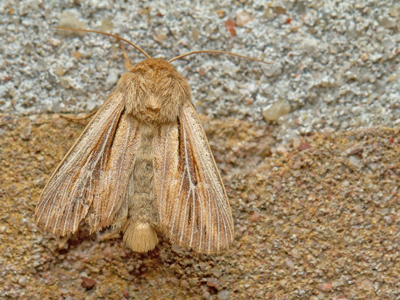 Komma-uil-Leucania-comma-20150626g1280IMG_0485a.jpg