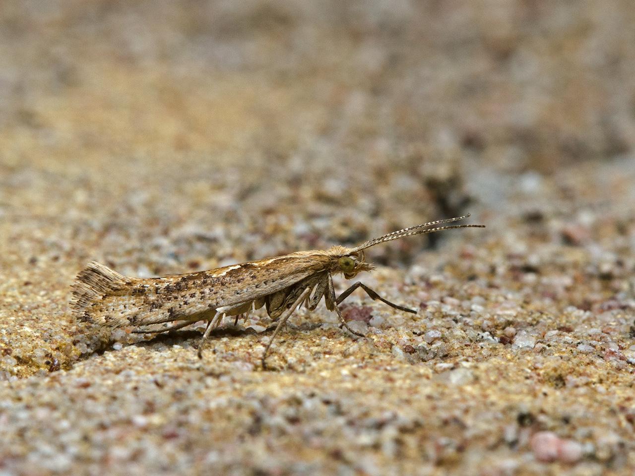 Koolmotje Plutella xylostella-20140930g1280IMG_7388a.jpg