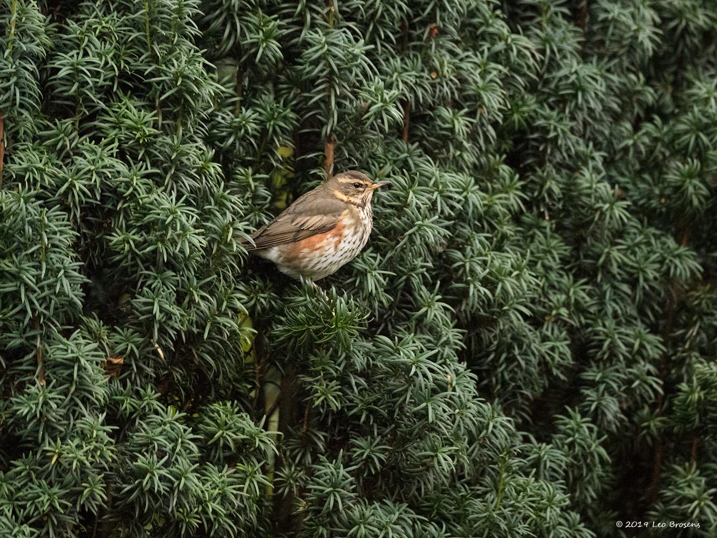 Koperwiek-20191114g1440YSXX5916acrfb.jpg