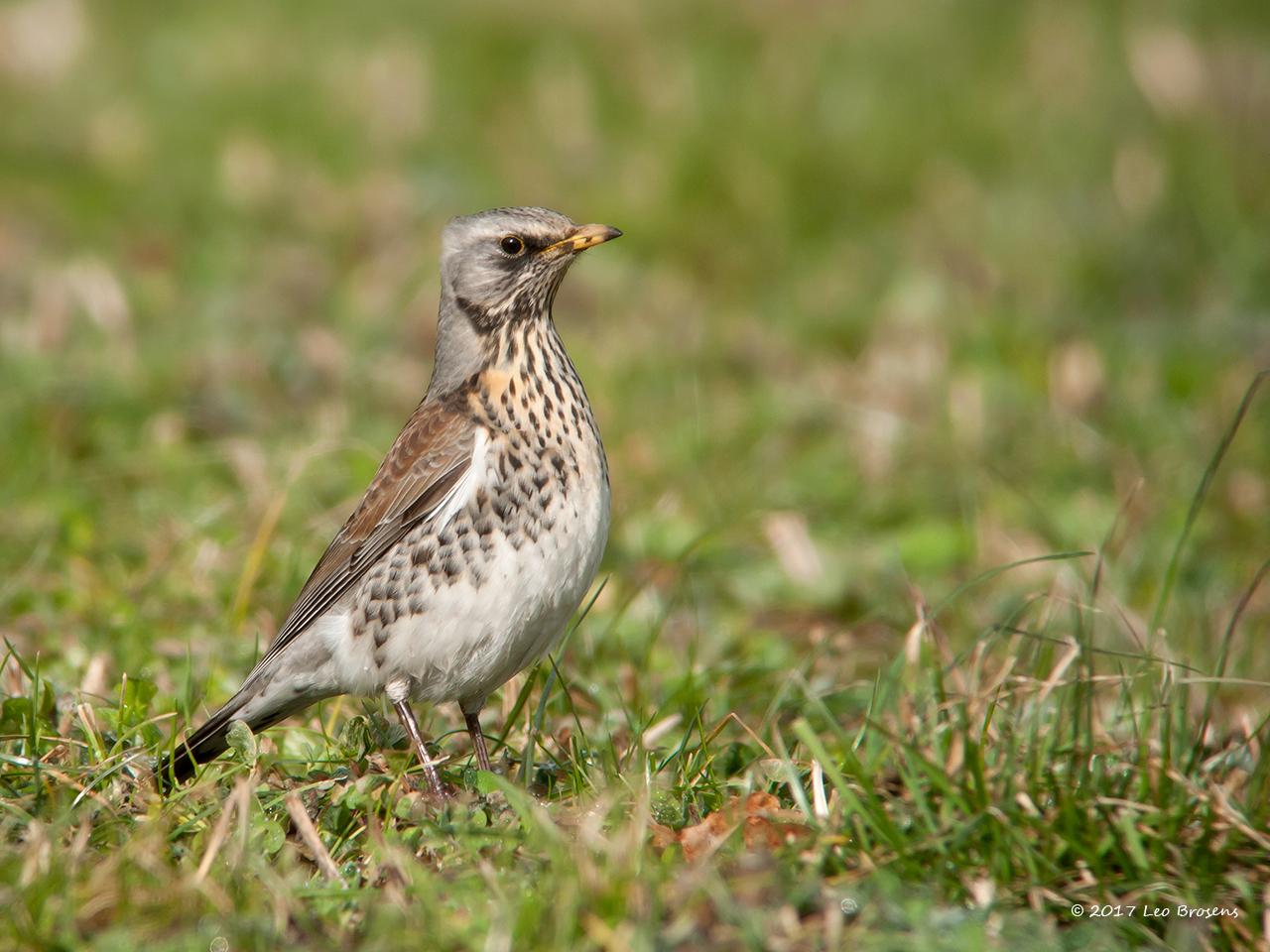 Kramsvogel-20100220g1280P1100636nacr_0.jpg