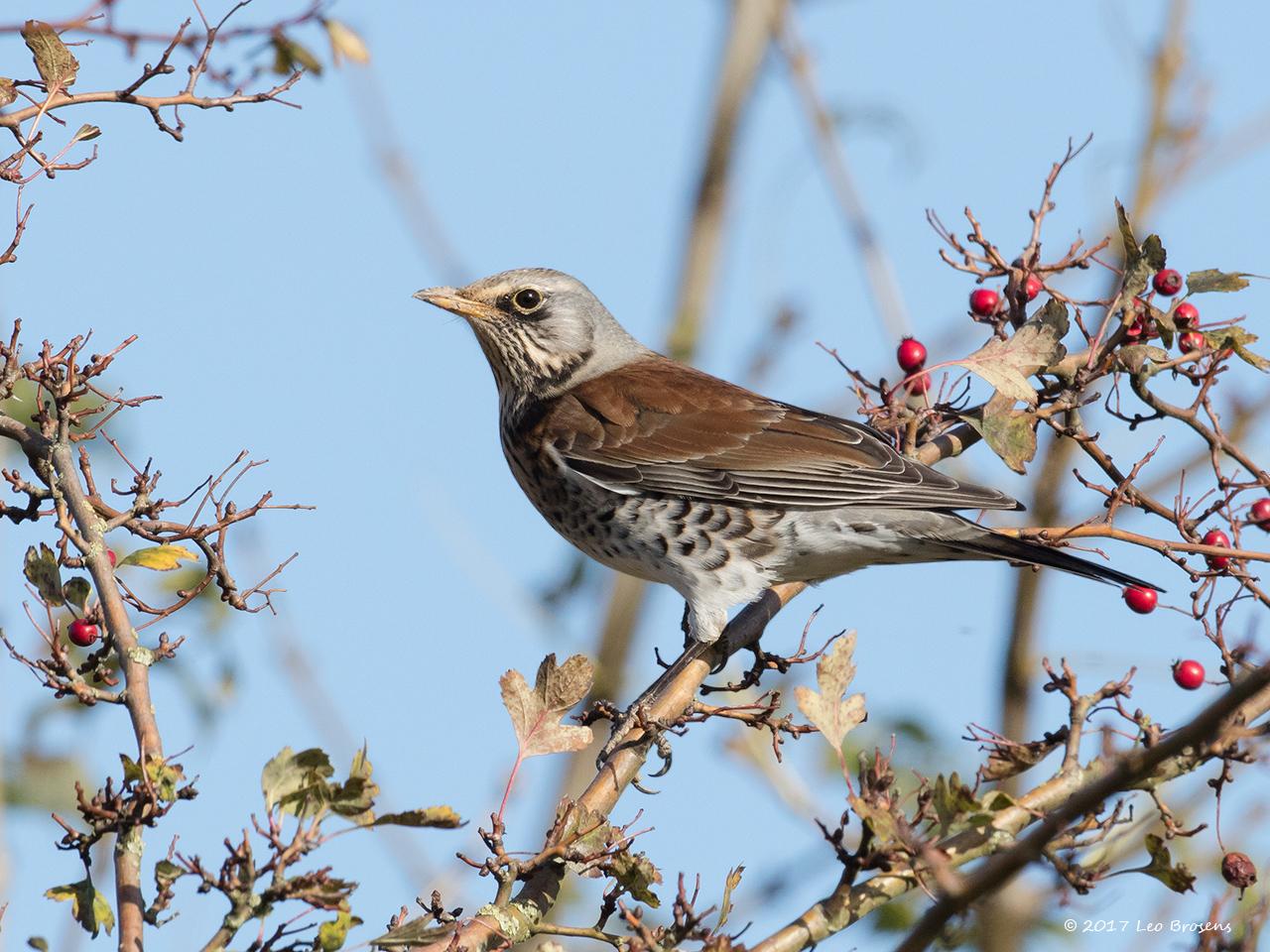 Kramsvogel-20171106g1280YSXX9532acrfb.jpg