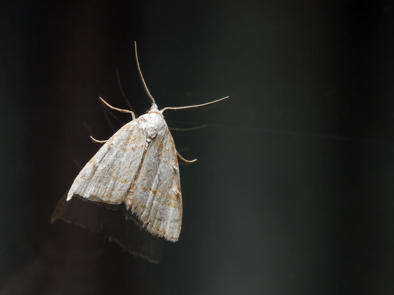 Licht-visstaartje-20150723g1280IMG_1579a.jpg