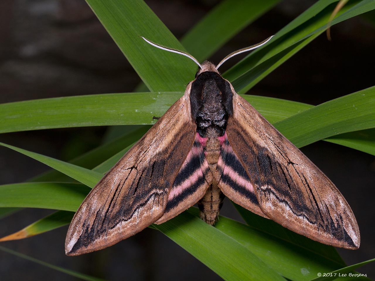 Ligusterpijlstaart-Sphinx-ligustri-20140702g1280IMG_5548acrfb.jpg