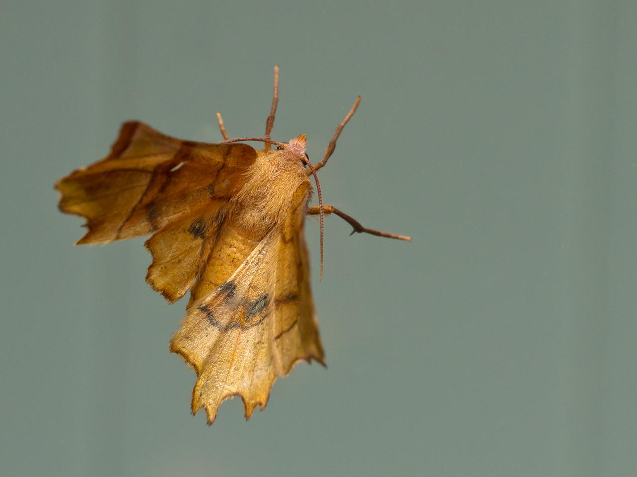 Lindeherculesje-Selenia-lunularia-20150806g1280IMG_2061a.jpg