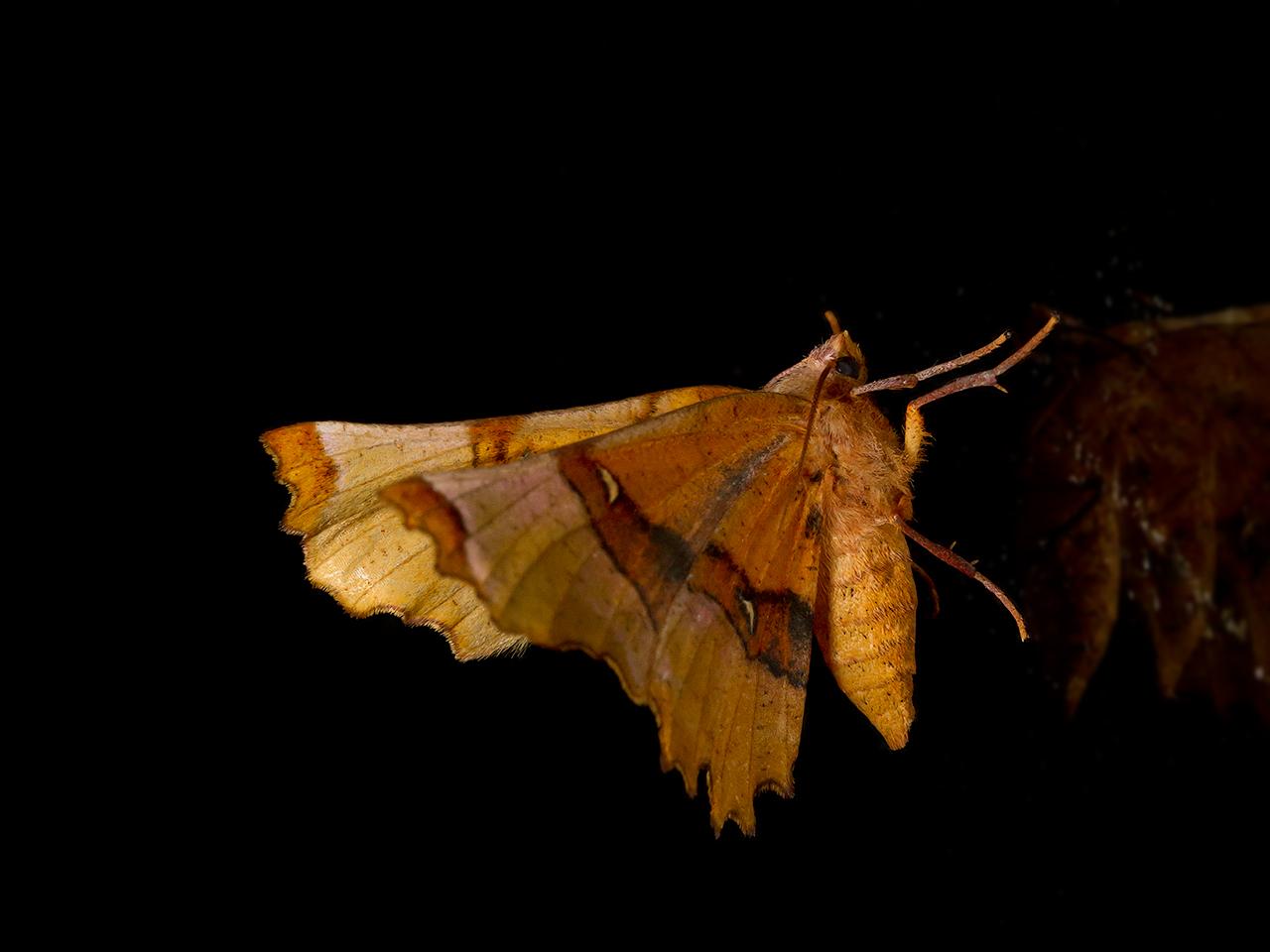 Lindeherculesje-Selenia-lunularia-20150806g1280IMG_2063a.jpg