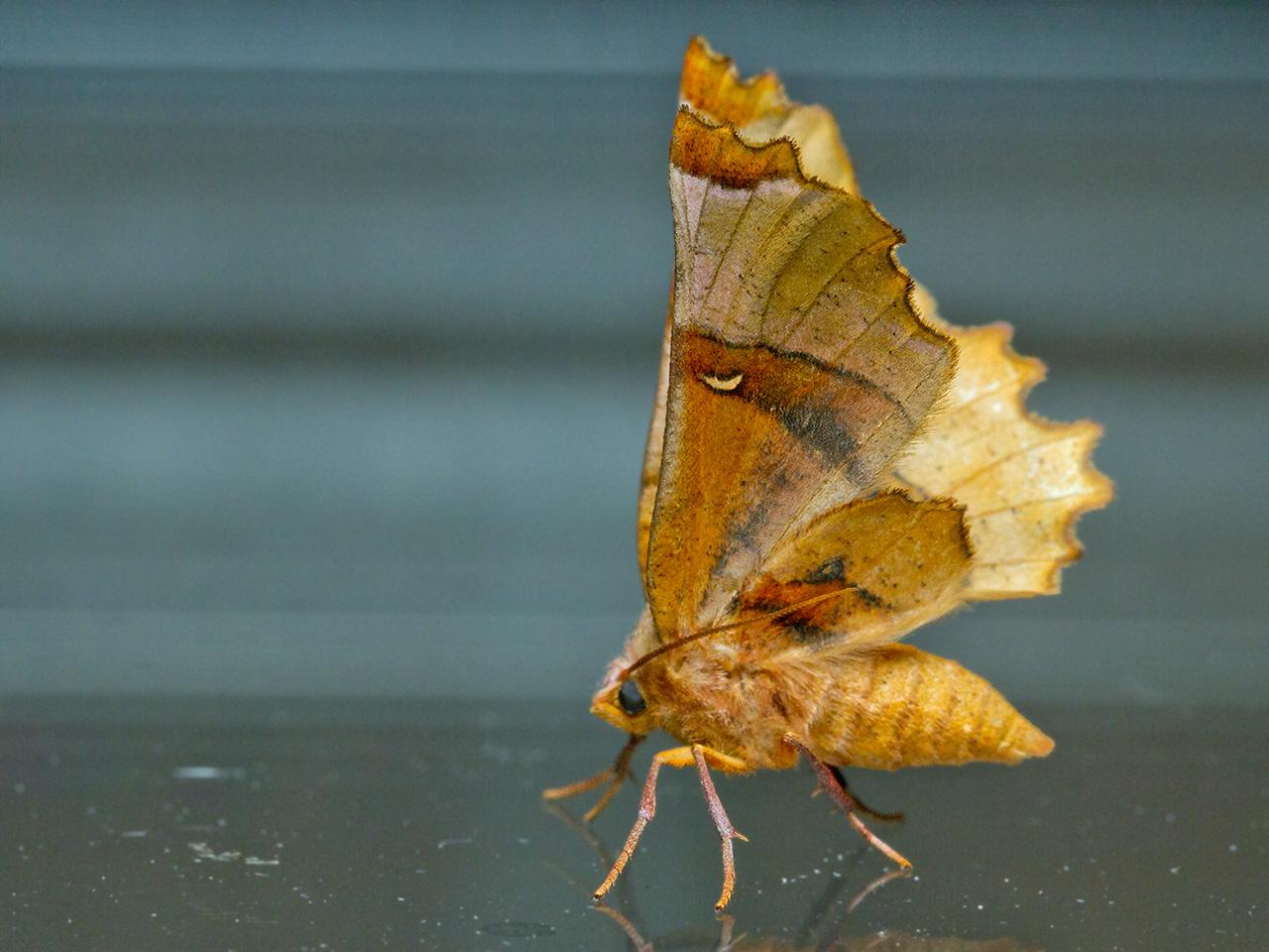 Lindeherculesje-Selenia-lunularia-20150806g1280IMG_2065a.jpg